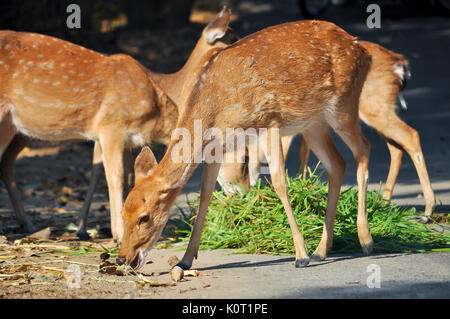 Sika essen die Blätter von Myrten, Gräser, Kaki, Sträucher und andere Pflanzen auf Assateague Island. Sie selbst essen Poison Ivy. Stockfoto