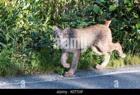 Ein Luchs Spaziergänge entlang einer Straße zurück in Alaska Stockfoto