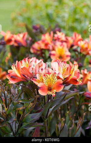Alstroemeria Indian Summer 'Tesronto 'Blumen im Garten. Stockfoto