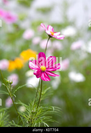 Schmuckkörbchen 'Fizzy Formel Mischung 'Blumen im Garten. Stockfoto