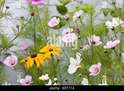 Schmuckkörbchen 'Fizzy Rose Picotee' und Reinheit mit Rudbeckia im Garten. Stockfoto