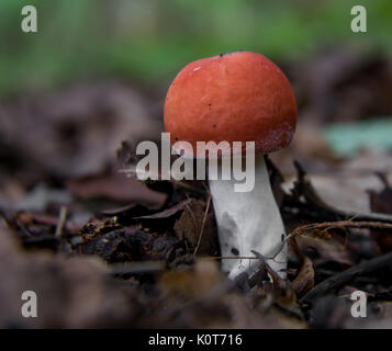 Pilze Stockfoto