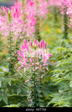 Cleome spinosa 'Pink Queen' Blumen im Garten. Stockfoto