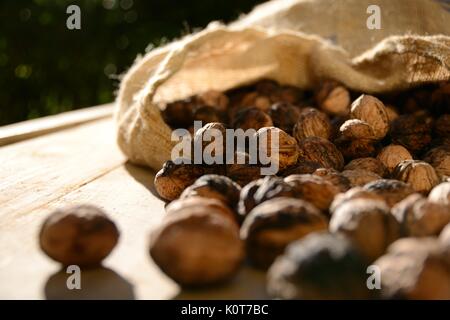 Walnüsse aus einem Canvas Tasche auf einem rustikalen Holztisch. Querformat. Stockfoto