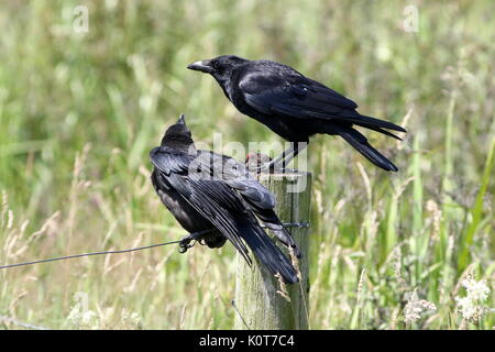 Europäische schwarz oder Nebelkrähe (Corvus corone), ein Elternteil Fütterung ein Maulwurf, ein Knabe. Stockfoto