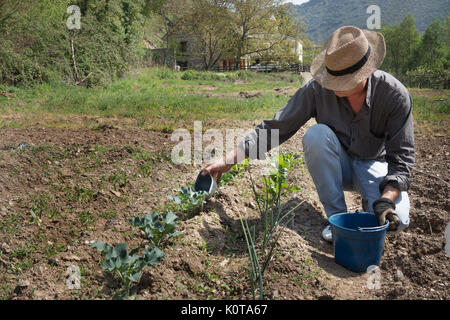 Bauer die Bewässerung der Pflanzen Stockfoto