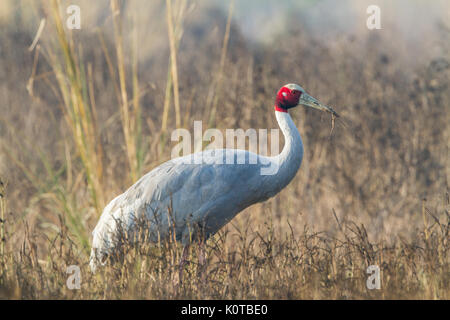 Die sarus Crane (Antigone Antigone) Umwerbung Paar in Bharatpur Vogelschutzgebiet Stockfoto