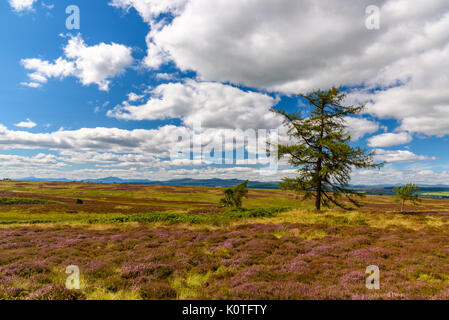 Malerische Aussicht auf die schöne Natur des Cairgorms National Park in Schottland im Sommer Stockfoto