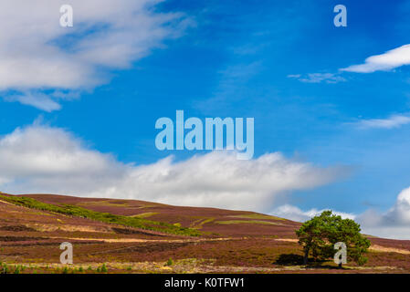 Malerische Aussicht auf die schöne Natur des Cairgorms National Park in Schottland im Sommer Stockfoto