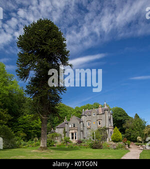 Ascog Halle , Herrenhaus mit großem Garten von alten Monkey Puzzle Tree beherrscht Steigende in blauer Himmel auf der Insel Bute, Schottland Stockfoto