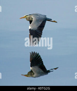 Graureiher Ardea cinerea im Flug über im Spiegel des blauen Wassers auf Insel Bute, Schottland reflektiert und Stockfoto