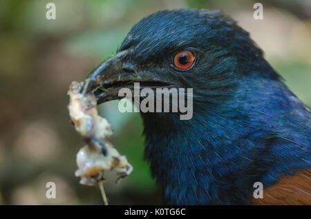 Greater Coucal Vogel (Centropus sinensis) in tropischen Wald, Thailand Stockfoto