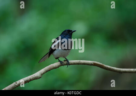 Oriental Magpie Robin Vogel sitzend auf einem Baum Stockfoto