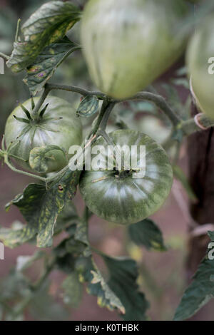 Auf wachsende Tomaten Stockfoto