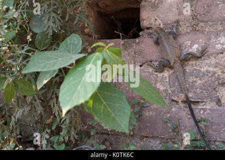 Kaschmir Rock Agama, Laudakia tuberculata, Agamidae, Rishikesh, Indien Stockfoto