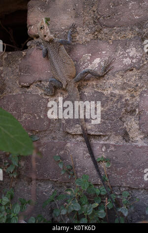 Kaschmir Rock Agama, Laudakia tuberculata, Agamidae, Rishikesh, Indien Stockfoto