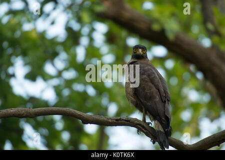 Tawny eagle, Aquila rapax, Accipritidae, Rajaji Nationalpark, Indien Stockfoto