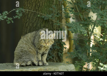 Wildcat Stockfoto