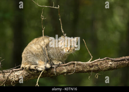 Wildcat Stockfoto