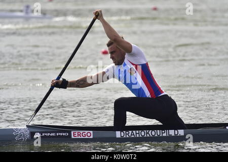 Racice, Tschechische Republik. 24 Aug, 2017. Tschechische Dan Drahokoupil in Aktion während der 2017 ICF Canoe Sprint Wm in Racice, Tschechische Republik, 24. August 2017. Foto: CTK/Alamy leben Nachrichten Stockfoto