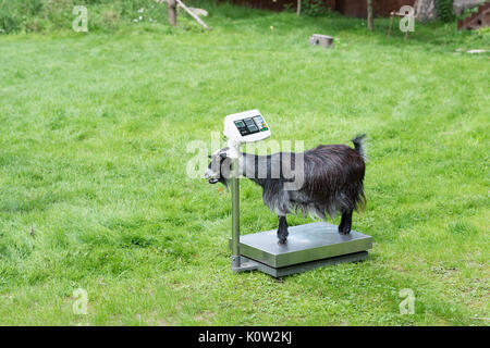 London, Großbritannien. 24 August, 2017. Ein tierpfleger wiegt Zwergziegen während der jährlichen Weigh-in im ZSL London Zoo. Jedes Jahr keepers an lebenswichtigen Statistiken der London Zoo Tiere aufnehmen, um ihre Gesundheit zu überwachen und das allgemeine Wohlbefinden. Credit: Wiktor Szymanowicz/Alamy leben Nachrichten Stockfoto