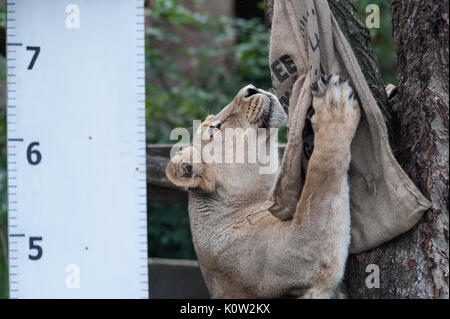 London, Großbritannien. 24 August, 2017. Zoowärter die Höhen der Löwen messen während der jährlichen Weigh-in im ZSL London Zoo. Jedes Jahr keepers an lebenswichtigen Statistiken der London Zoo Tiere aufnehmen, um ihre Gesundheit zu überwachen und das allgemeine Wohlbefinden. Credit: Wiktor Szymanowicz/Alamy leben Nachrichten Stockfoto