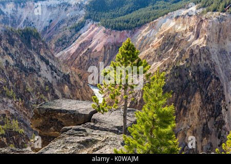 Ein Aussichtspunkt am South Rim des Grand Canyon im Yellowstone der Yellowstone National Park, Wyoming Stockfoto