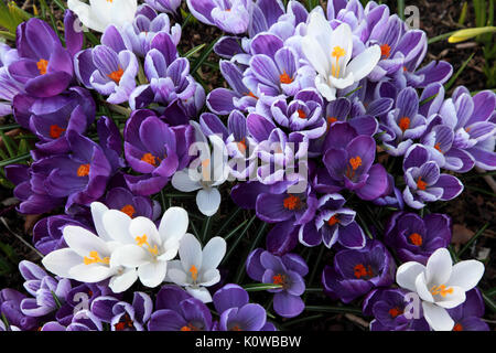 Lila und weißen Krokusse Stockfoto