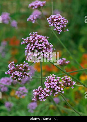Verbena Bonariensis oder Purpletop Eisenkraut, Clustertop Eisenkraut, argentinische Eisenkraut tropischen Südamerika heimisch Stockfoto