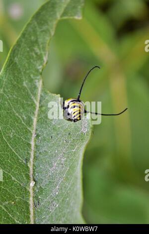 Monarch Caterpillar Essen Milkweed Blatt Stockfoto