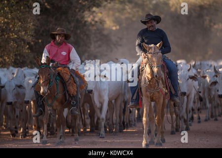 Pantaneiro Cowboys fahren Rinder Stockfoto