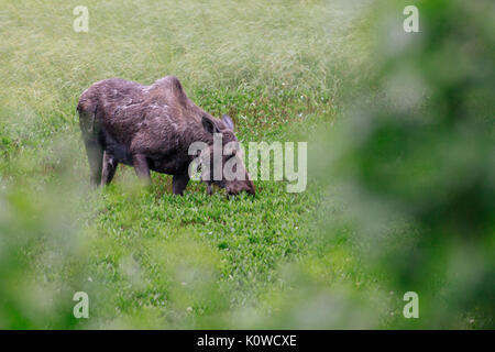 Elche in einem Teich, Alces alces, Seward, Kenai Halbinsel, Chugach National Forest, Alaska, USA Stockfoto