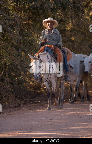 Pantaneiro Cowboys fahren Rinder Stockfoto