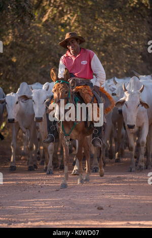 Pantaneiro Cowboys fahren Rinder Stockfoto