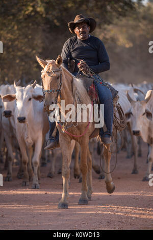 Pantaneiro Cowboys fahren Rinder Stockfoto