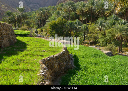 Terrassierten Feldern, Ortschaft Balad Sayt, Hajar al Frieling Berge, Dakhiliyah, Oman Stockfoto