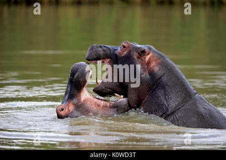 Hippos (Hippopatamus amphibius), Erwachsener, in Wasser, zwei, kämpfen, bedrohlich, Gähnen, Saint Lucia Estuary Stockfoto