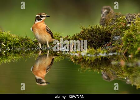 Braunkehlchen (Saxicola rubetra), männlich, im Teich wider, Nationalpark Kiskunság, Ungarn Stockfoto