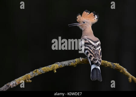 Wiedehopf (Upupa epops), Nationalpark Kiskunság, Ungarn Stockfoto