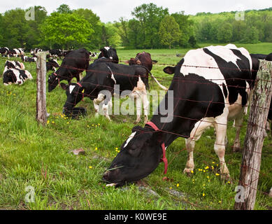 Holstein Kühe grasen im Feld, Lancaster County Pennsylvania, USA, das Gras sieht auf der anderen Seite grüner aus, lustige Nutztiere, Rinderzucht USA Stockfoto