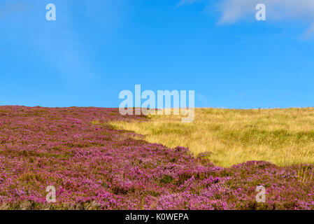 Malerische Aussicht auf die schöne Natur des Cairgorms National Park in Schottland im Sommer Stockfoto