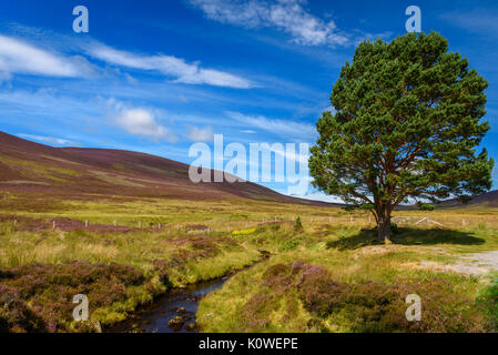 Malerische Aussicht auf die schöne Natur des Cairgorms National Park in Schottland im Sommer Stockfoto