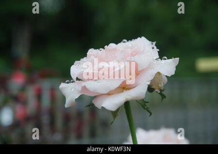Nahaufnahme von der Weißen Rose von morgen Tau Stockfoto