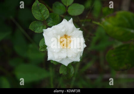 Nahaufnahme von der Weißen Rose von morgen Tau Stockfoto