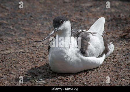 Eine Nahaufnahme Studie eines avocet auf dem Boden sitzend schauen gelassen und zeigt die gebogenen Schnabel Stockfoto