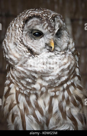 Eine enge Vertikale aufrecht bis Drei viertel länge Portrait auf einer gesperrten Owl leicht nach rechts Stockfoto