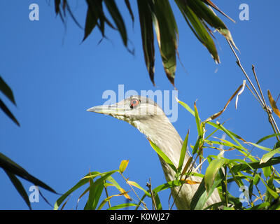 Wilden Schwarzen - gekrönt (Nycticorax nycticorax Night-Heron) im südlichen Arizona, USA, im Februar Stockfoto