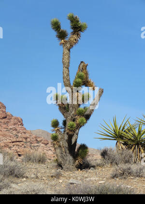 Joshua Tree (Yucca Buergeri) wachsen in der Red Rock Canyon National Conservation Area, Nevada, USA Stockfoto