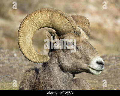 Wilder Mann Bighorn Schafe (Ovis canadensis) im Dezember 2016, Boulder City, NV, USA Stockfoto