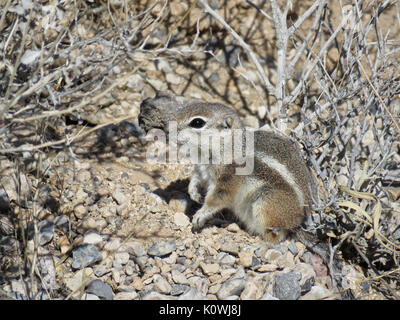 Wild White-tailed Antilope Eichhörnchen (Ammospermophilus leucurus) in Nevada, USA Stockfoto